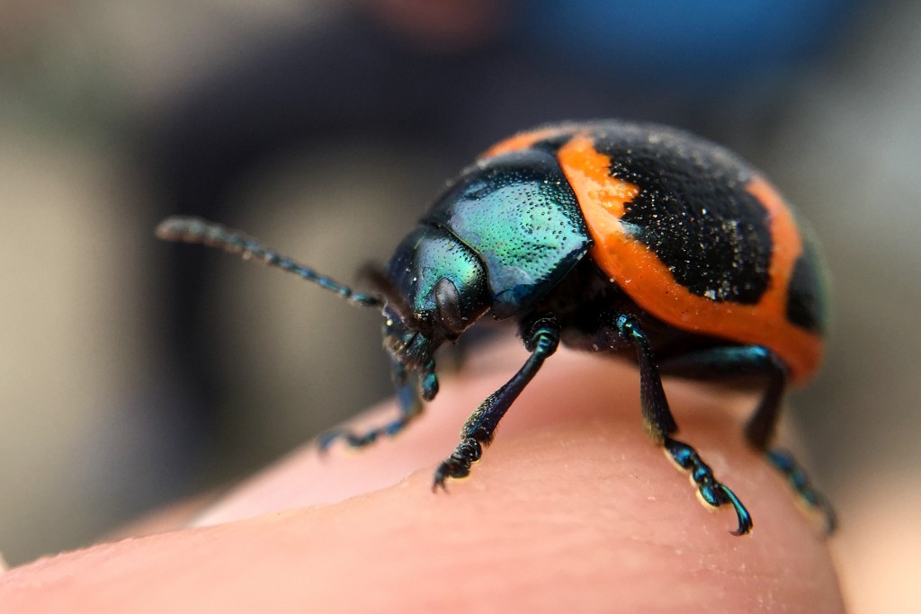 Beetle, possibly a chrysomelid leaf beetle