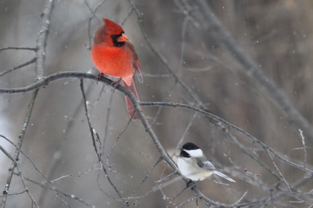 cardinal & chickadee