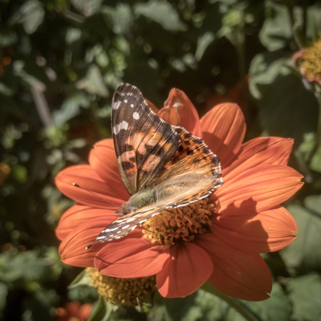 American Painted Lady butterfly