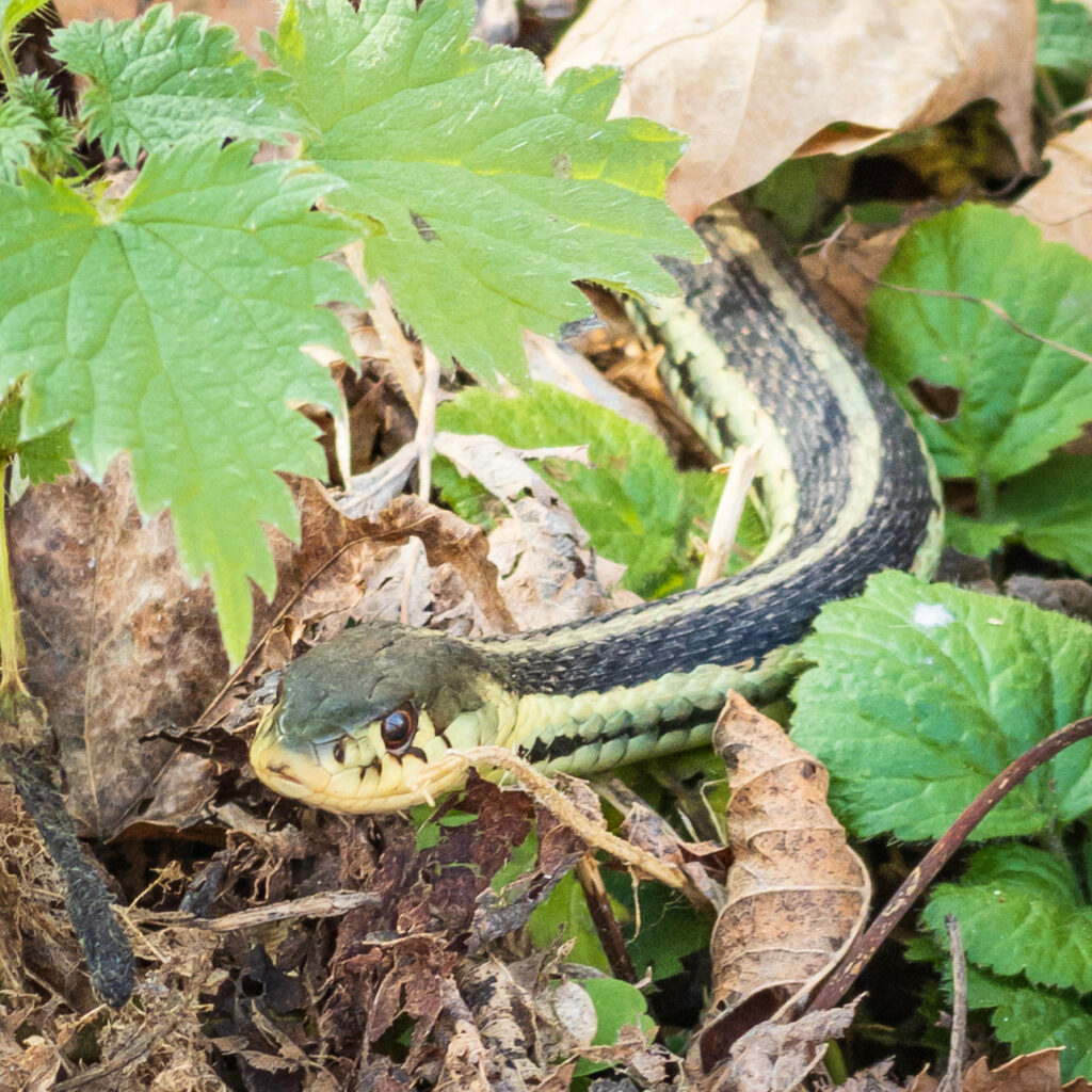 Eastern Garter Snake