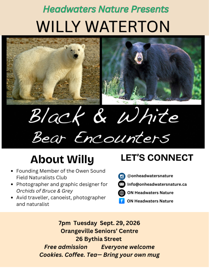 HN WIlly Waterton: Black and White Bear Encounters